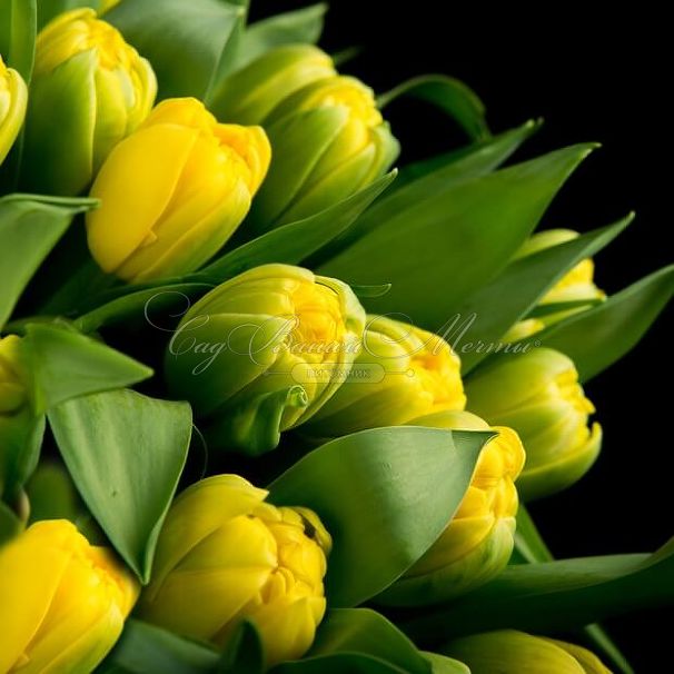 Тюльпан Дэнсинг Куин (Tulipa Dancing Queens) — фото 2