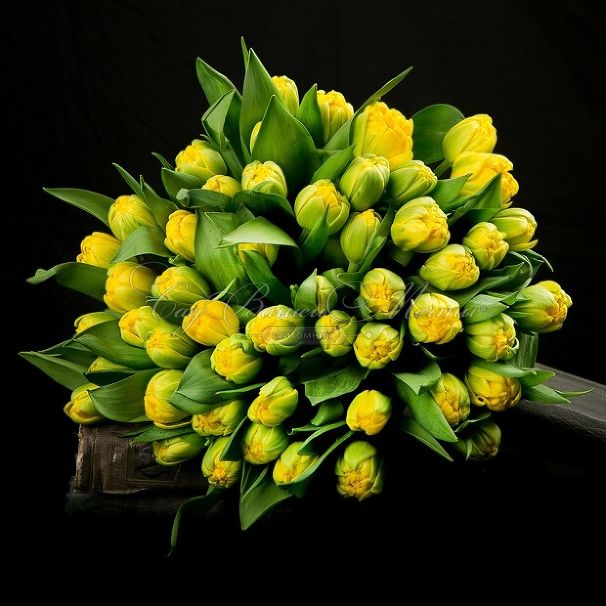 Тюльпан Дэнсинг Куин (Tulipa Dancing Queens) — фото 3