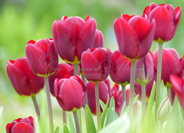 Тюльпан Жан Руи (Tulipa Jan Reus) — фото 2