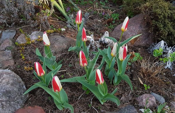 Тюльпан Зе Фёст (Tulipa The First) — фото 2