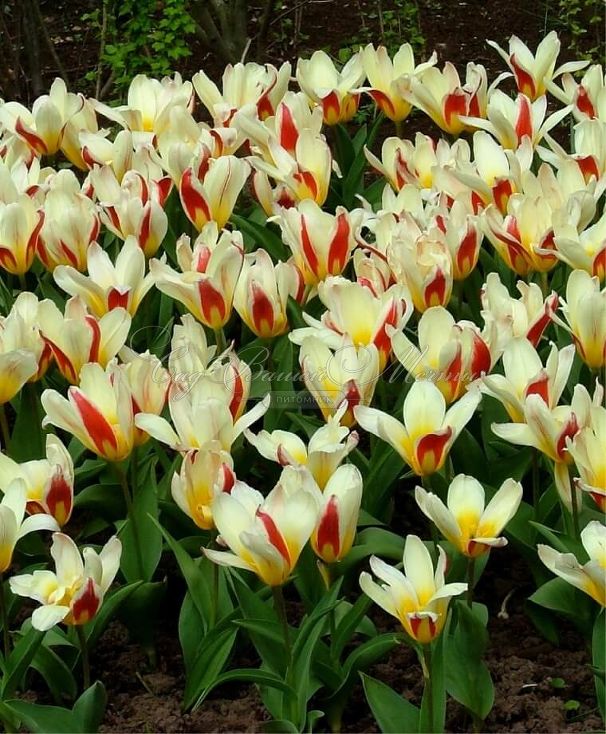 Тюльпан Зе Фёст (Tulipa The First) — фото 3