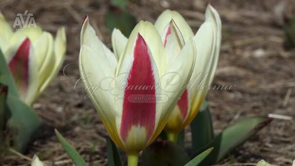 Тюльпан Зе Фёст (Tulipa The First) — фото 4