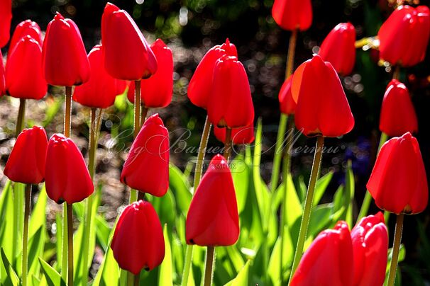 Тюльпан Иль де Франс (Tulipa Ile de France) — фото 3