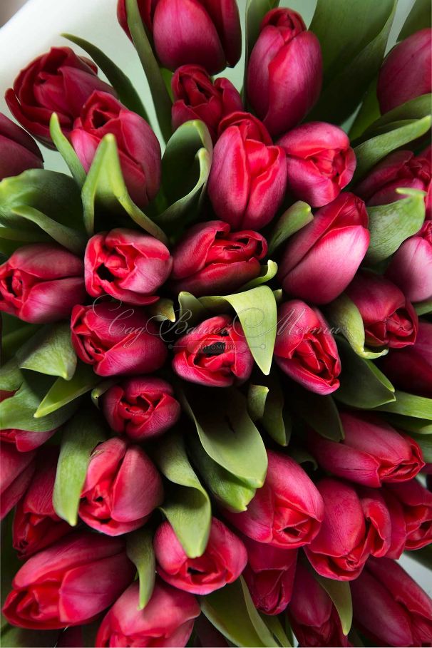 Тюльпан Иль де Франс (Tulipa Ile de France) — фото 4
