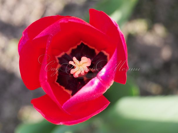 Тюльпан Иль де Франс (Tulipa Ile de France) — фото 5