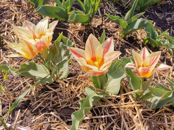 Тюльпан Иоганн Штраус (Tulipa Johann Strauss) — фото 2