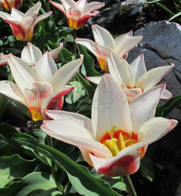 Тюльпан Иоганн Штраус (Tulipa Johann Strauss) — фото 3