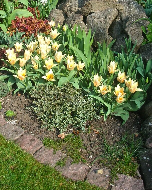 Тюльпан Иоганн Штраус (Tulipa Johann Strauss) — фото 4