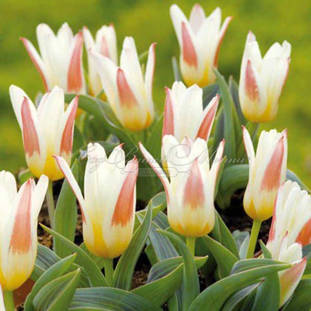 Тюльпан Иоганн Штраус (Tulipa Johann Strauss) — фото 5