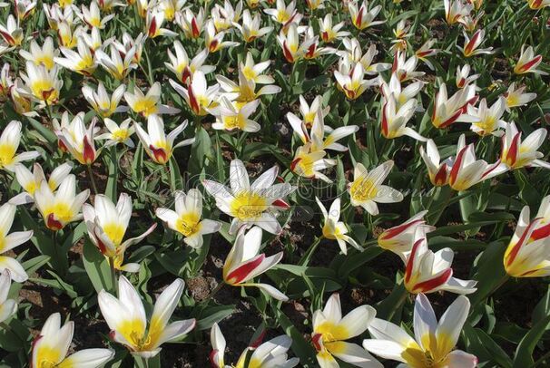 Тюльпан Иоганн Штраус (Tulipa Johann Strauss) — фото 6