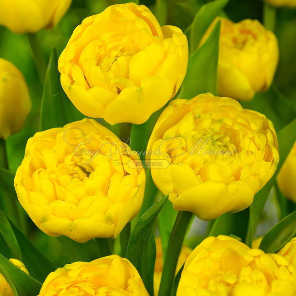 Тюльпан Йеллоу Помпенет (Tulipa Yellow Pompenette) — фото 4