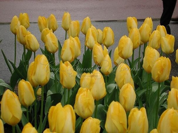 Тюльпан Йеллоу Пуриссима (Tulipa Yellow Purissima) — фото 2