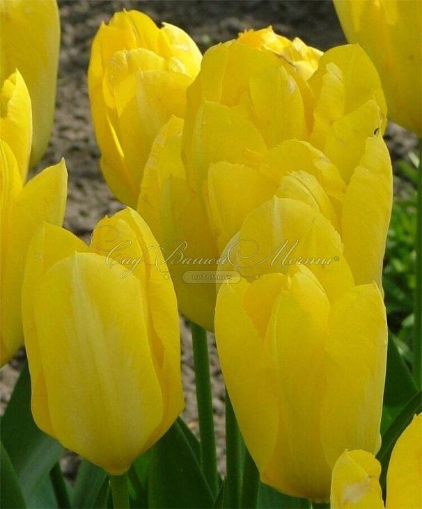 Тюльпан Йеллоу Пуриссима (Tulipa Yellow Purissima) — фото 3