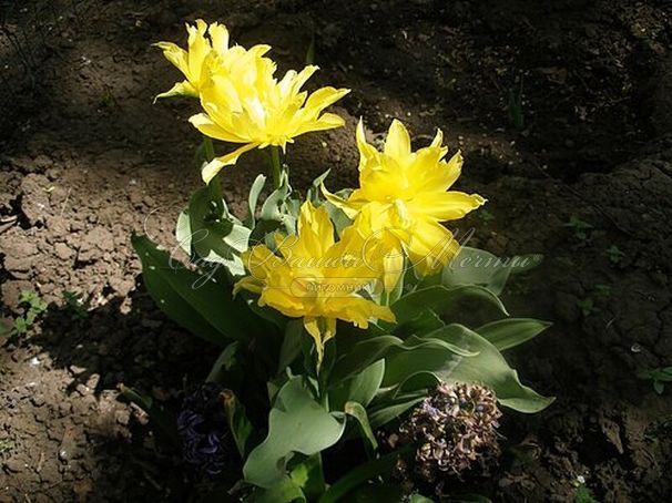 Тюльпан Йеллоу Спайдер (Tulipa Yellow Spider) — фото 2