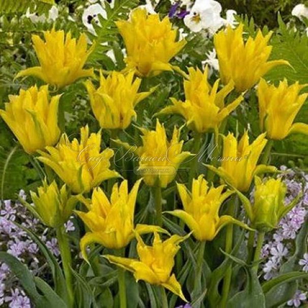 Тюльпан Йеллоу Спайдер (Tulipa Yellow Spider) — фото 3