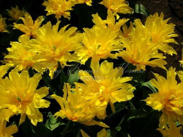 Тюльпан Йеллоу Спайдер (Tulipa Yellow Spider) — фото 5