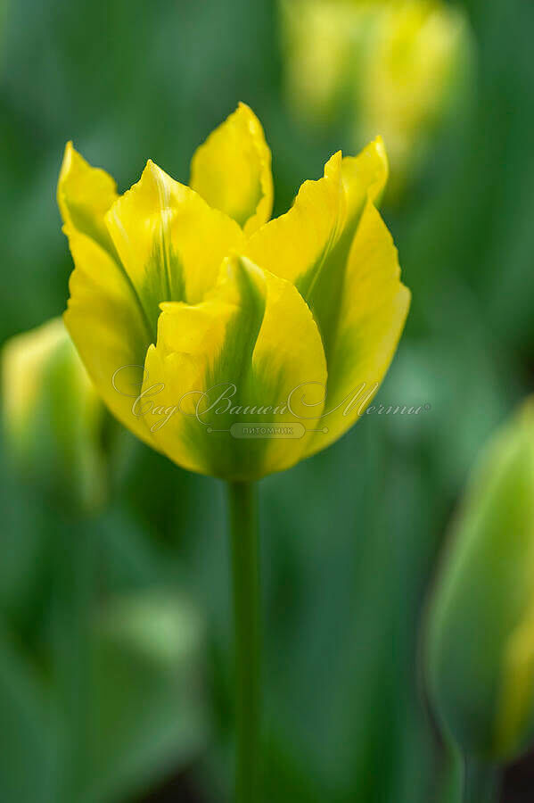 Тюльпан Йеллоу Спринггрин (Tulipa Yellow Springgreen) — фото 2