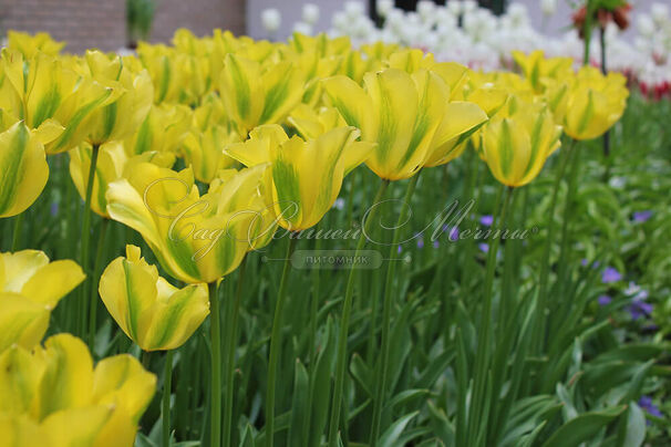 Тюльпан Йеллоу Спринггрин (Tulipa Yellow Springgreen) — фото 3