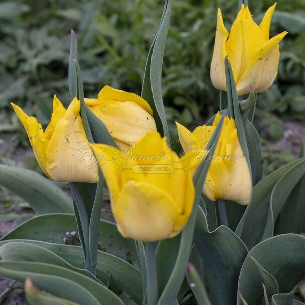 Тюльпан Йокогама (Tulipa Yokohama) — фото 2