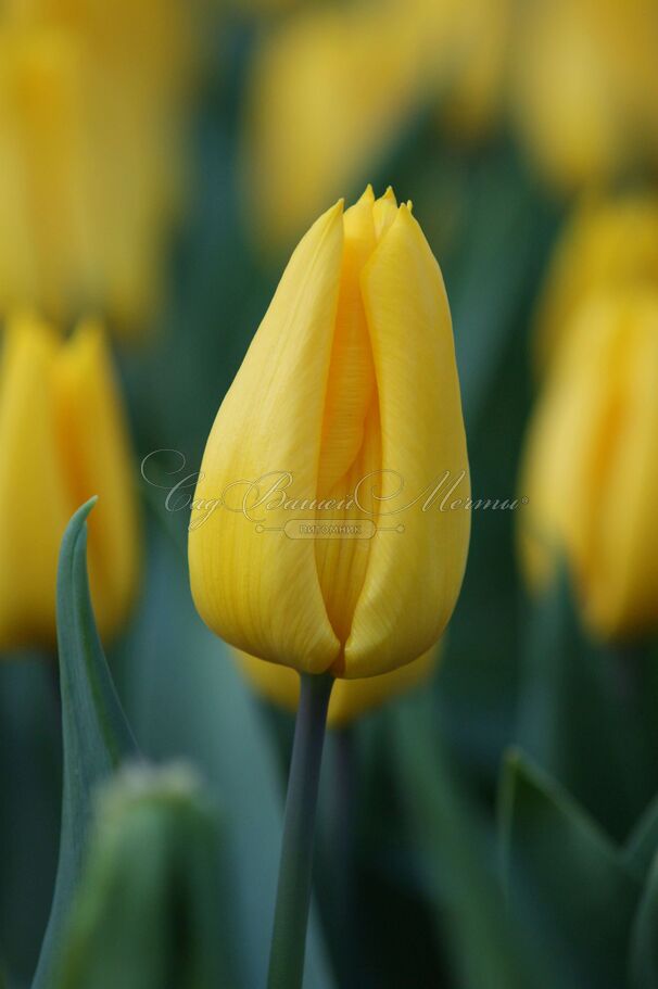 Тюльпан Йокогама (Tulipa Yokohama) — фото 3