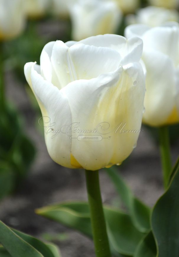 Тюльпан Калгари (Tulipa Calgary) — фото 2