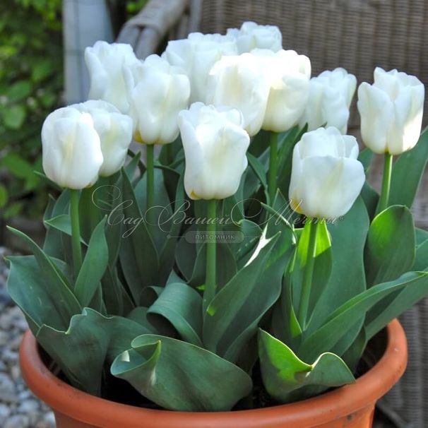 Тюльпан Калгари (Tulipa Calgary) — фото 3
