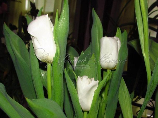 Тюльпан Калгари (Tulipa Calgary) — фото 4
