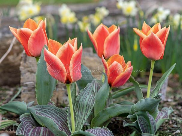 Тюльпан Калипсо (Tulipa Calypso) — фото 2