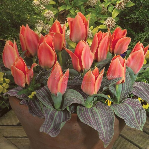 Тюльпан Калипсо (Tulipa Calypso) — фото 4