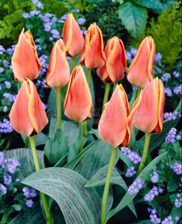 Тюльпан Калипсо (Tulipa Calypso) — фото 5
