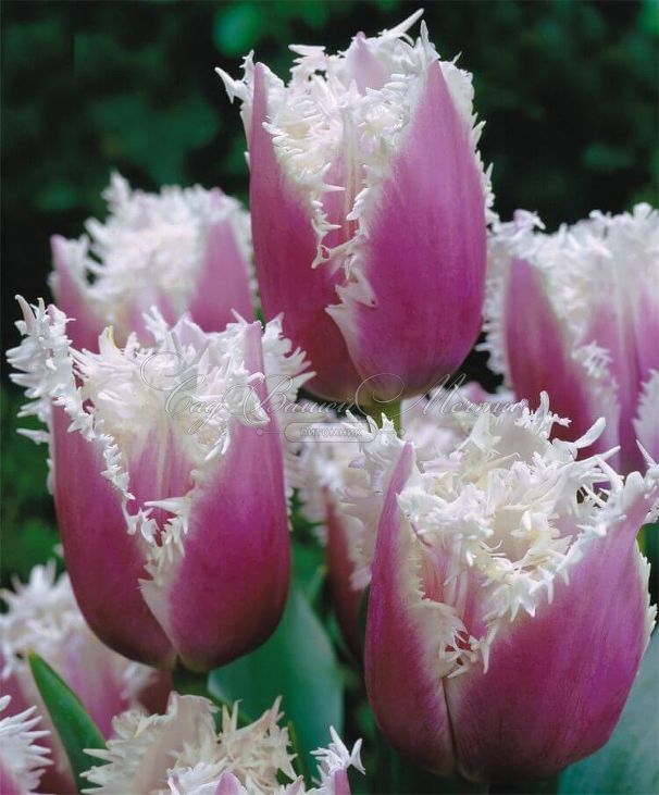 Тюльпан Камминс (Tulipa Cummins) — фото 2