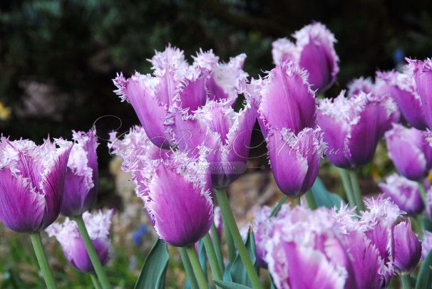 Тюльпан Камминс (Tulipa Cummins) — фото 6