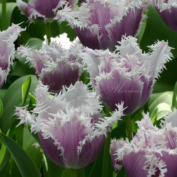 Тюльпан Камминс (Tulipa Cummins) — фото 7