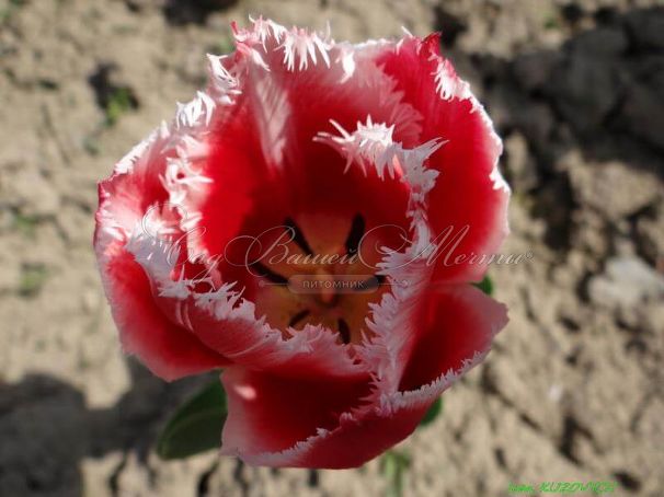 Тюльпан Канаста (Tulipa Canasta) — фото 2