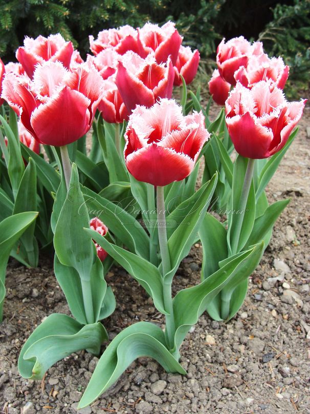 Тюльпан Канаста (Tulipa Canasta) — фото 5