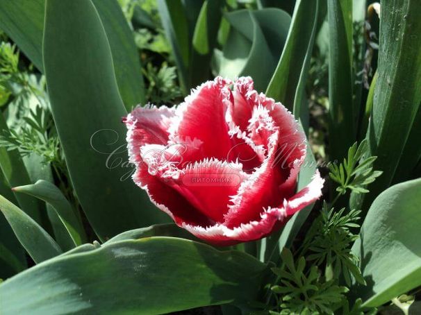 Тюльпан Канаста (Tulipa Canasta) — фото 6