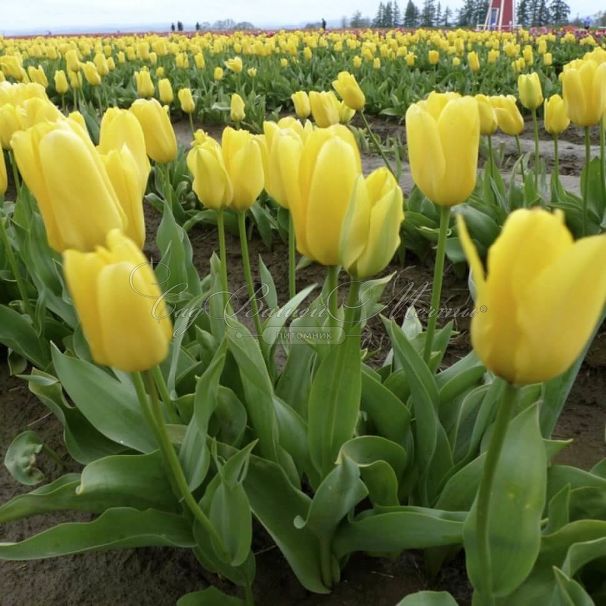 Тюльпан Кандела (Tulipa Candela) — фото 2