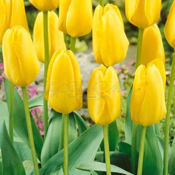 Тюльпан Кандела (Tulipa Candela) — фото 3