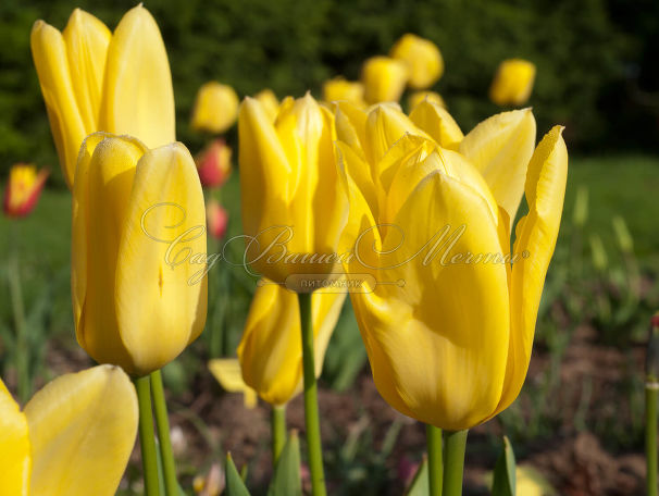 Тюльпан Кандела (Tulipa Candela) — фото 5