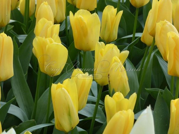 Тюльпан Кандела (Tulipa Candela) — фото 6