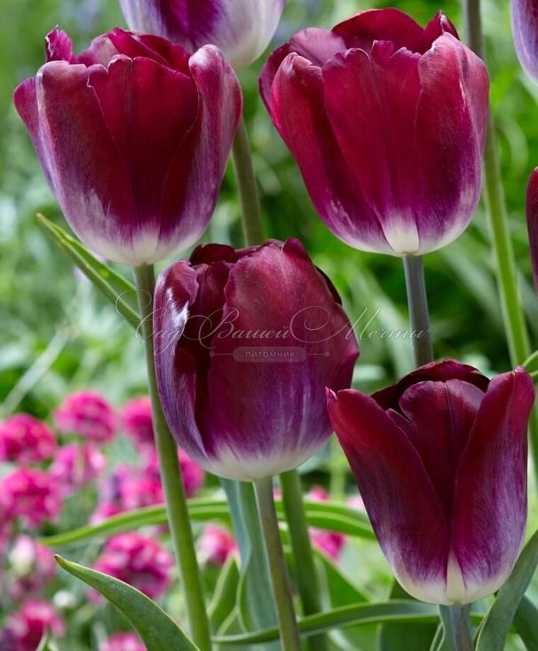 Тюльпан Канзас Прауд (Tulipa Kansas Proud) — фото 2