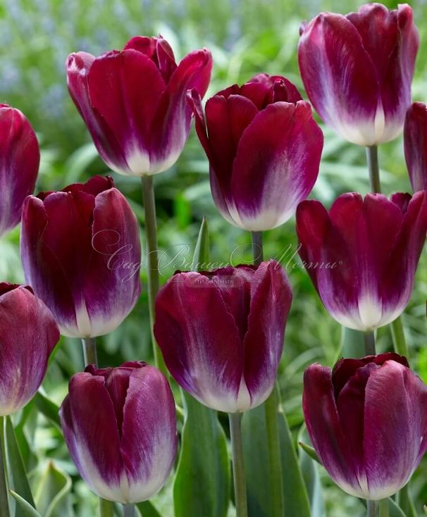 Тюльпан Канзас Прауд (Tulipa Kansas Proud) — фото 3