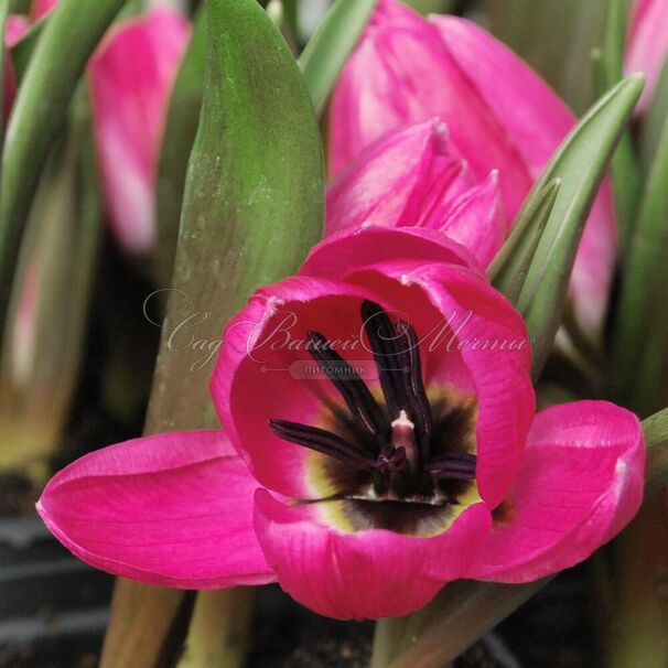 Тюльпан карликовый (Tulipa pulchella humilis) — фото 2