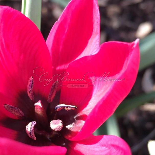 Тюльпан карликовый (Tulipa pulchella humilis) — фото 3