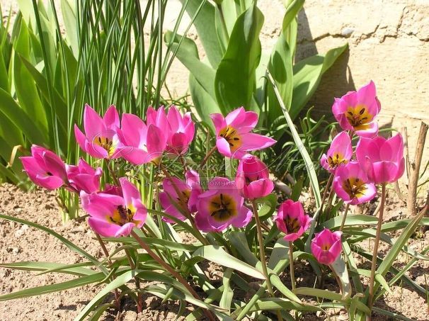 Тюльпан карликовый (Tulipa pulchella humilis) — фото 4