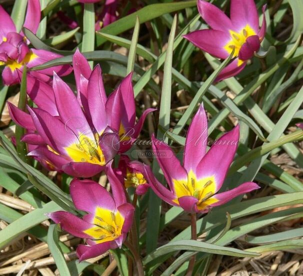 Тюльпан карликовый (Tulipa pulchella humilis) — фото 5