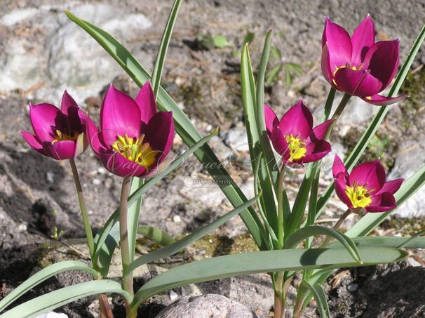 Тюльпан карликовый Виоласеа (Tulipa pulchella Violacea) — фото 2