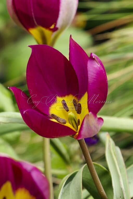 Тюльпан карликовый Персиан Перл (Tulipa pulchella Persian Pearl) — фото 2
