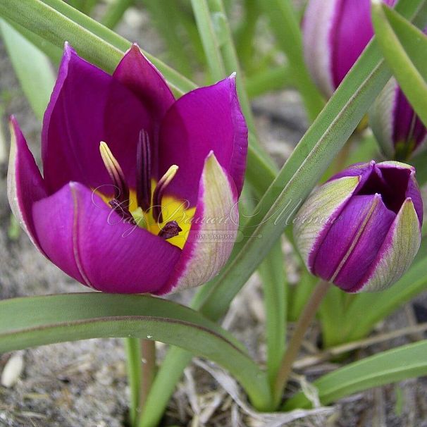 Тюльпан карликовый Персиан Перл (Tulipa pulchella Persian Pearl) — фото 3