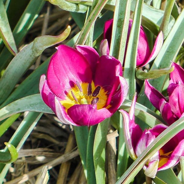 Тюльпан карликовый Персиан Перл (Tulipa pulchella Persian Pearl) — фото 4